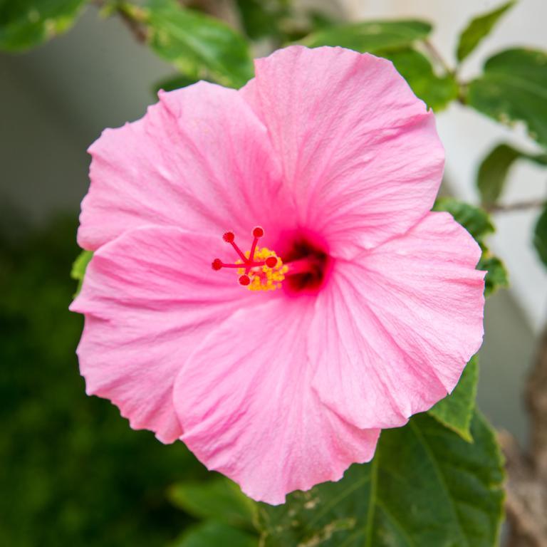 Shore Haven Resort Inn Lauderdale-by-the-Sea Eksteriør bilde